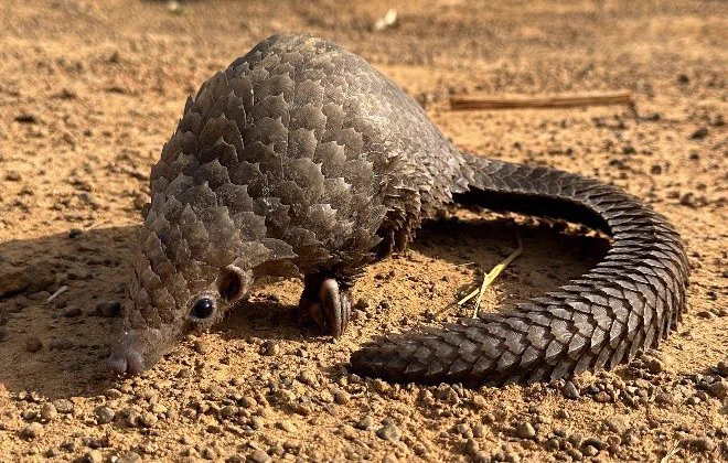 Un pangolin à ventre blanc (Phataginus tricuspis) vivant est proposé à la vente au bord d'une route au Libéria. Crédit : Sylvatrop Consulting (CC-BY-4.0)