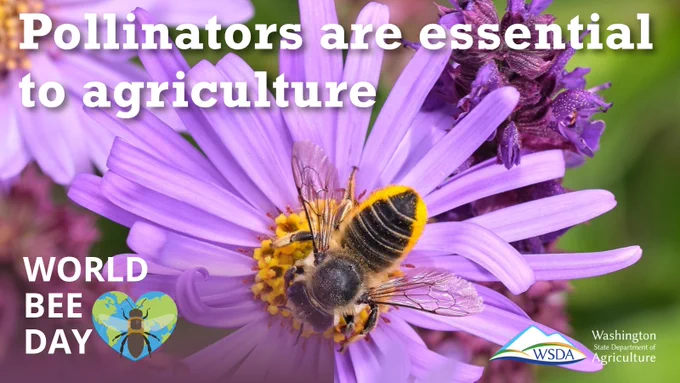 Leafcutter bee on purple flower. Text: Pollinators are essential to agriculture. World Bee Day