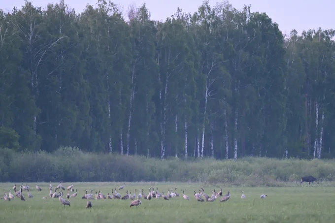Common Cranes & Elk (Moose)