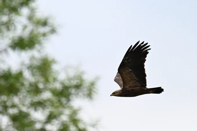 Lesser Spotted Eagle