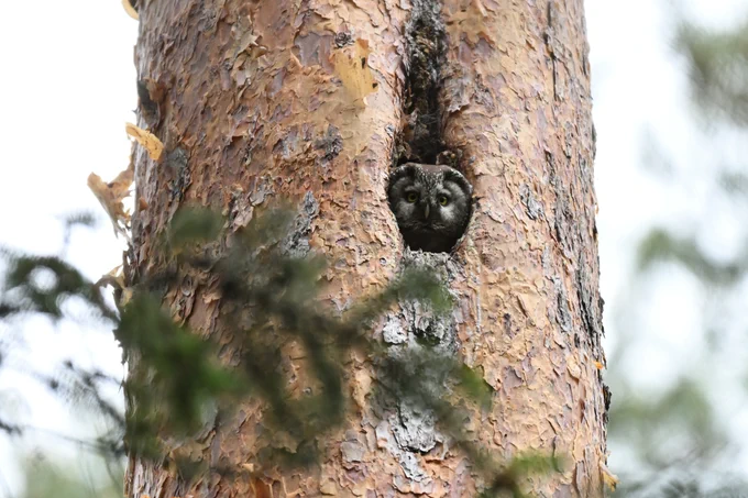 Tengmalm's Owl
