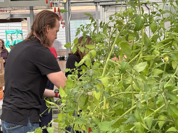 Tomatoes overflowing the greenhouse during the VJA spring sale.