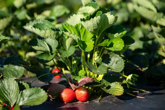 Strawberry plants with green leaves and ripe red strawberries growing in a garden.
