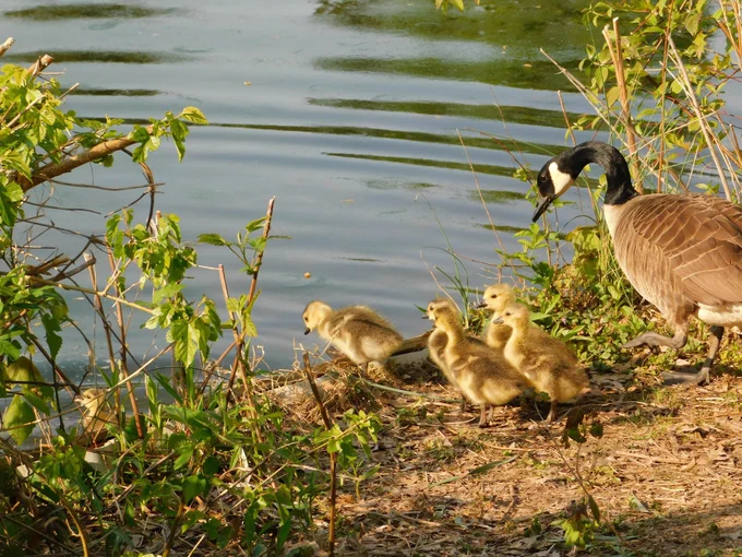 A goose with its goslings at the water's edge.