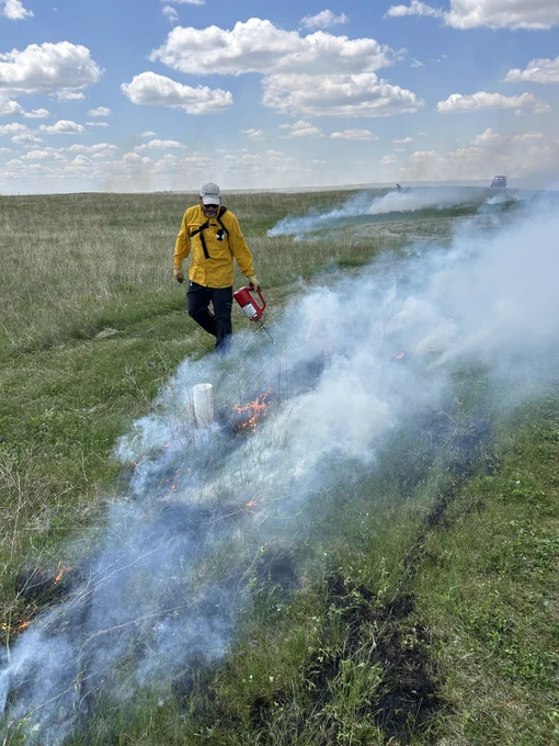 ARS Research Rangeland Management Specialist David Toledo conducts a controlled burn in McLean County, North Dakota.  (Photo courtesy of David Toledo).