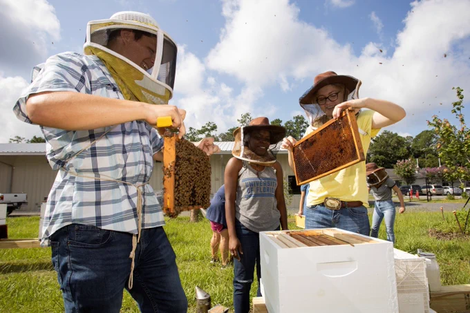 students working with beehives