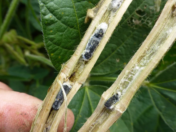 Split soybean stem with white mold and dark colored sclerotia inside.