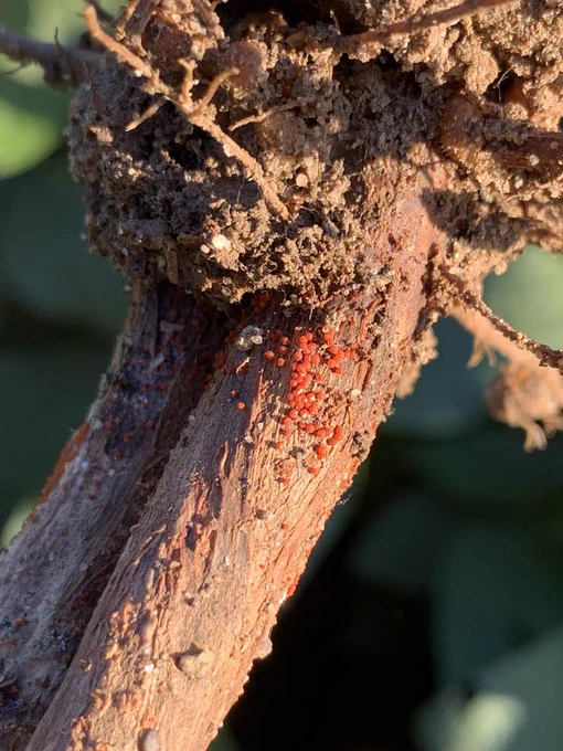 Soybean stem base with red fungal growth.