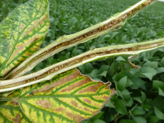 Yellowing and dead tissue on soybean leaves and a split soybean stem with rot inside. 