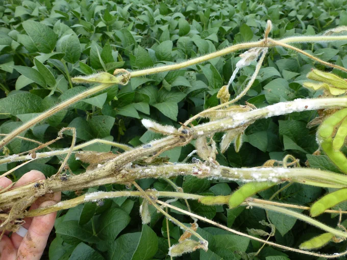 Soybean stems with dying tissue and white mold. 