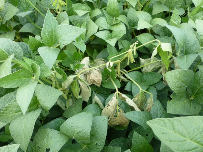 Wilting soybean plant among healthy looking plants. 