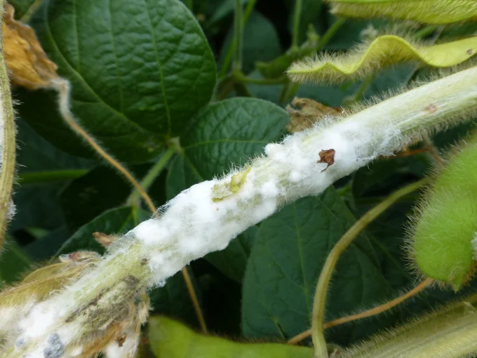 Soybean stem with white mold. 