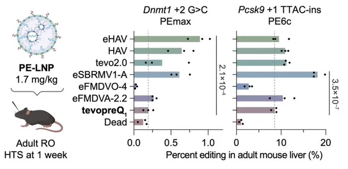 Here is another ground breaking research from Prof. David Liu - from Harvard and broad institute and the co-founder of Beam and Prime medicine, in which a new directed evolution of structured RNA motifs that enhance the efficiency of prime editing was introduced . According to this new research a use of these motifs resulted in substantial Prime Editing efficiency gains, including at sites of pathogenic mutation in primary human stem cells and in immortalized human bronchial epithelial cells using different delivery methods. The importance of these new findings is that this could make Prime Editing-based Therapies much more effective.