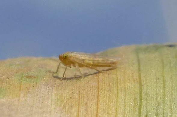 Corn leafhopper close-up on leaf. 