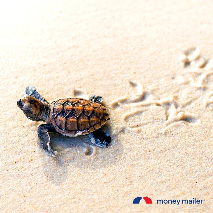 Newly hatched sea turtle crawling on sandy beach leaving a trail behind it.