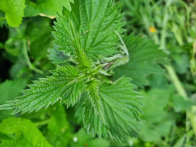 Green leaves. One folded up by whatever is living inside.