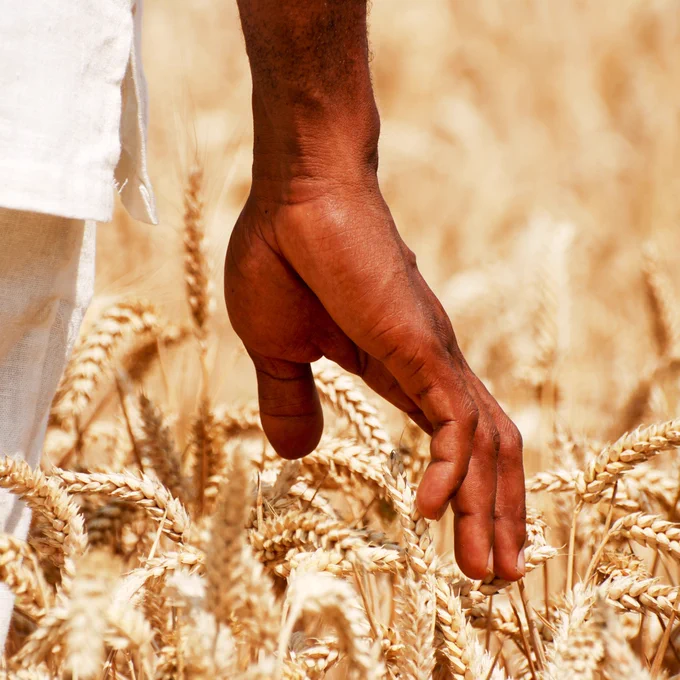Reducing ozone emissions can boost wheat yields, a new study shows.
Photo Credit: Shutterstock.com