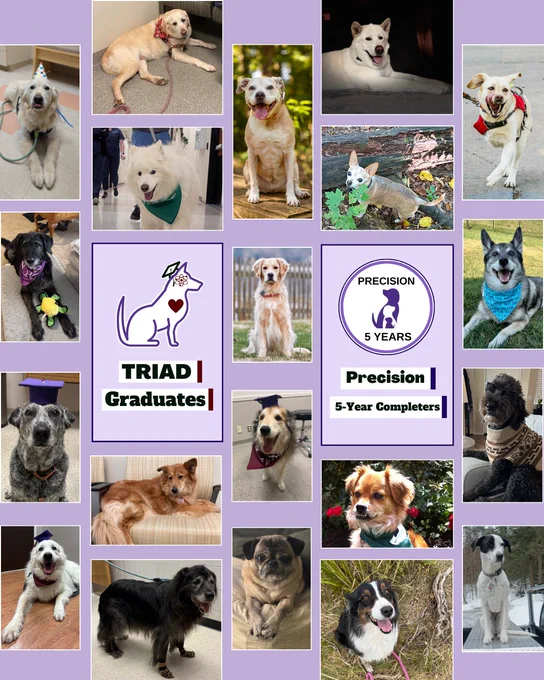 a collage of different dog breeds (Pack Members) from our TRIAD Graduates and Precision 5 Year Completers