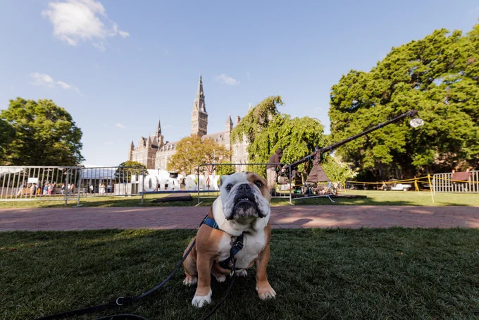 Jack the Bulldog facing the camera in front of the Hoya Saxa sign

