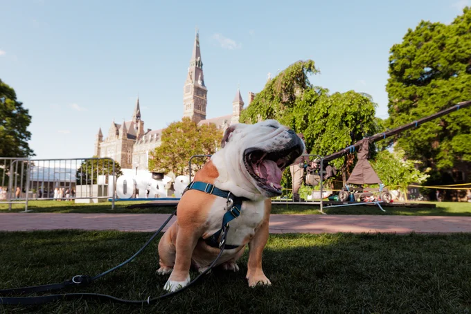 Jack the Bulldog yawning looking in front of the Hoya Saxa sign

