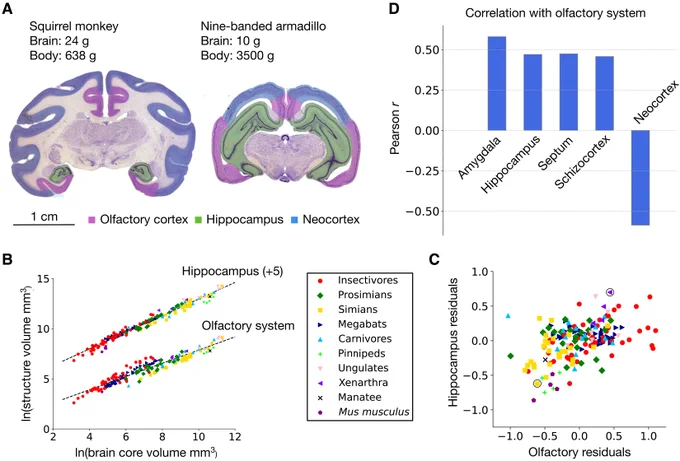 (A) Cross section of the brain of a squirrel monkey (S. sciureus) and a nine-banded armadillo (D. novemcinctus) showing the relatively enlarged neocortex in the monkey (blue) and the relatively enlarged olfactory cortex (dark purple) in the armadillo. (B) Volume of the olfactory system and hippocampus plotted against the volume of brain core. (C) Residuals of the two structures around their corresponding regression lines, showing positive covariation of their volumes (r = 0.46, P < 0.001). (D) The volumes of all limbic system components positively covary with the volume of the olfactory system.