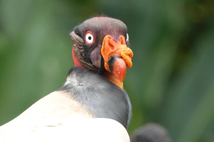 King Vulture