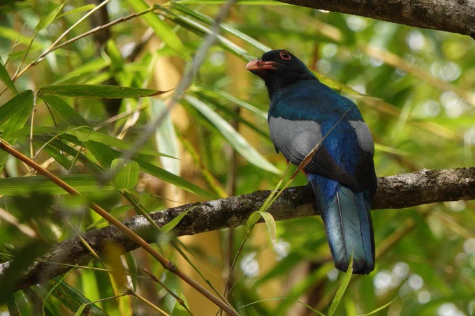 Slaty-tailed Trogon