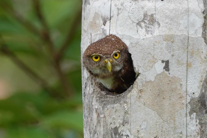 Central American Pygmy Owl
