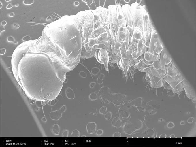 Microscopic black and white image of a fall armyworm caterpillar stuck in a rice spikelet.