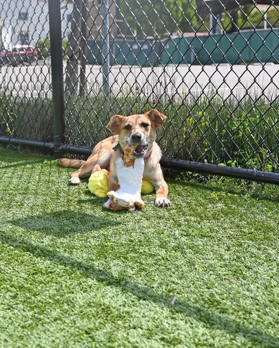 Helen Woodward Animal Center is at Helen Woodward Animal Center.