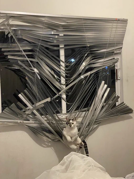 A cat tangled up in some very disordered and damaged window blinds.