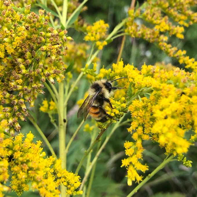 A bumblebee resting on yellow flowers.