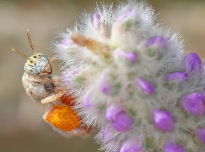 A fairy bee with intricate patterns on its head is perched on a fuzzy flower with purple buds.