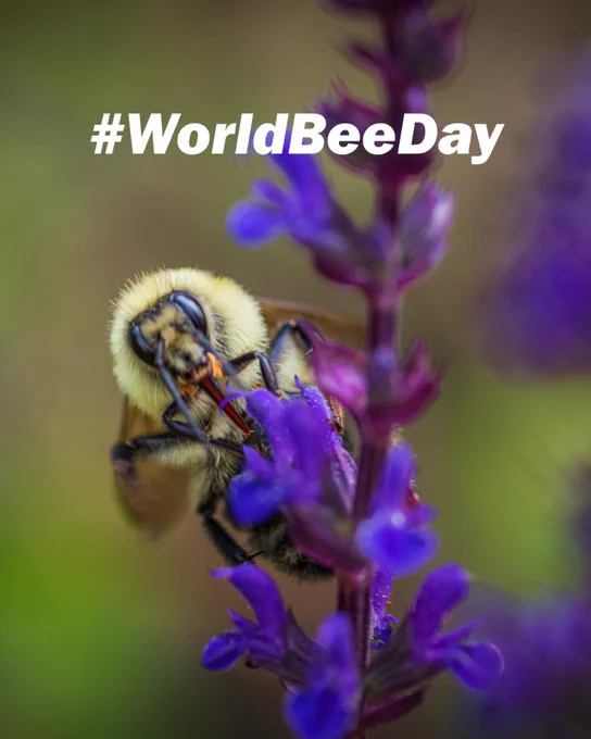 Up close photo of a bee with nose in purple flower.

Text that says hashtag World Bee Day. 