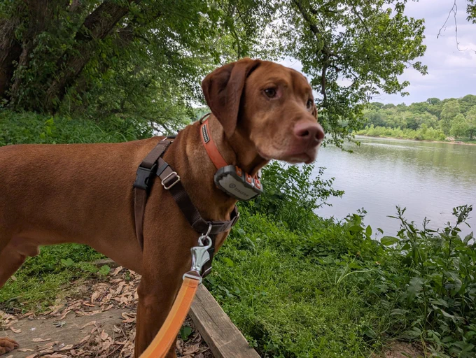 Vizsla dog Yonder standing on a tree-lined riverbank staring intently at the water.