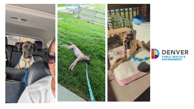 Three photos of a large tan dog, one sitting in the backseat of a vehicle, one laying on the grass, and one laying on a dog bed.