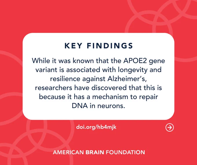 Key Findings: While it was known that the APOE2 gene variant is associated with longevity and resilience against Alzheimer’s, researchers have discovered that this is because it has a mechanism to repair DNA in neurons.