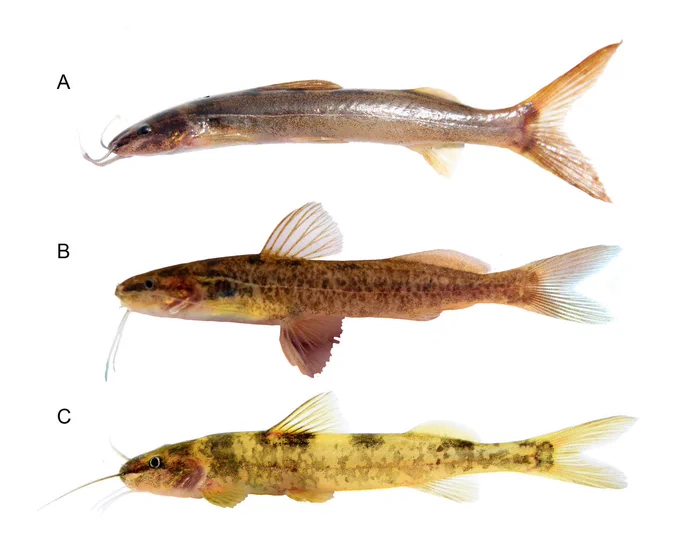 Silva, G.S.C., Lopes, M.M., Carvalho, K.R., Oliveira, C. & Sarmento-Soares, L.M. (2026) Morphological and molecular evidence reveal three new species of 𝐼𝑚𝑝𝑎𝑟𝑓𝑖𝑛𝑖𝑠 (Heptapteridae: Heptapterini) from the Amazon River basin. Zootaxa, 5814 (2), 259–275. https://doi.org/10.11646/zootaxa.5814.2.5