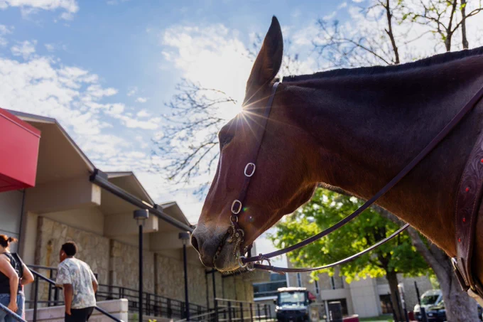 Close-up profile of a brown mule wearing a bridle, with the sun creating a starburst effect behind its ears against a blue, cloudy sky.