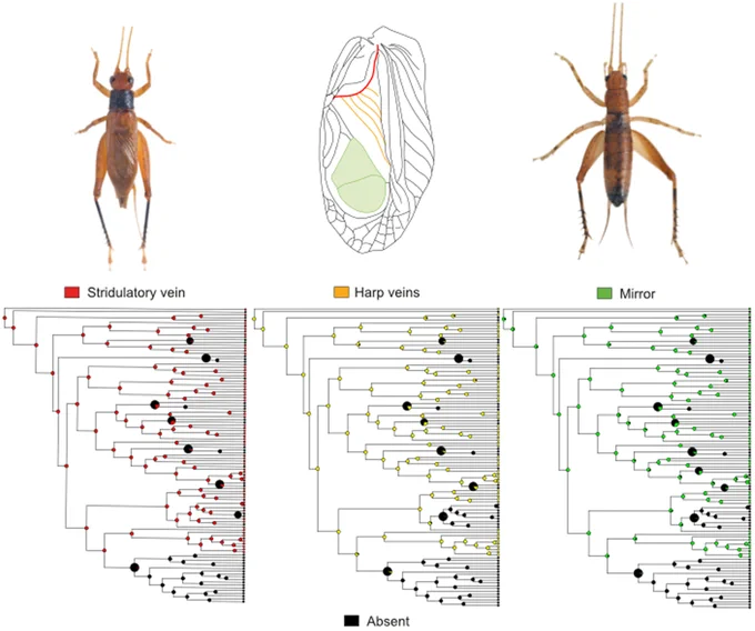 Phylogenetic comparison of ancestral states of tree crickets, mapping stridulatory vein, harp veins and mirror character traits.