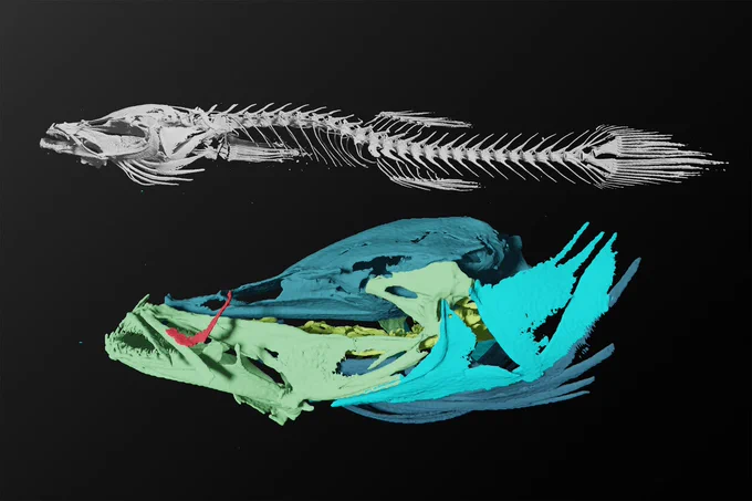 CT scan revealing new cavefish species Typhlichthys styx.