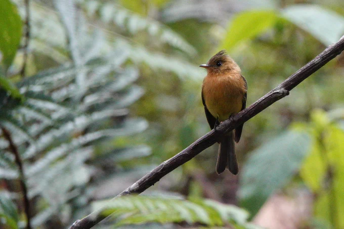 Northern Tufted Flycatcher