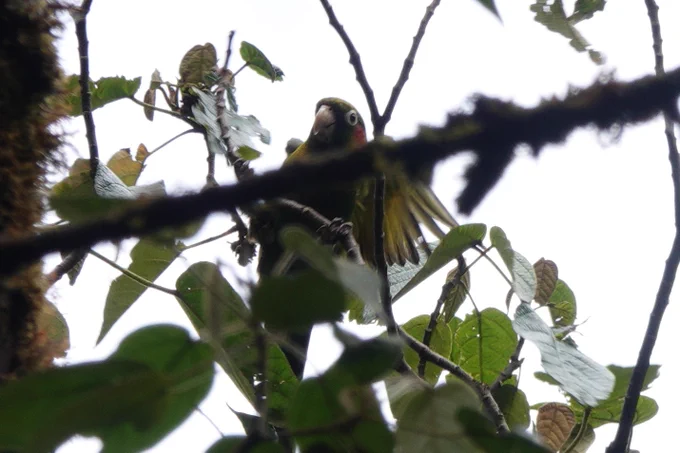 Sulphur-winged Parakeet