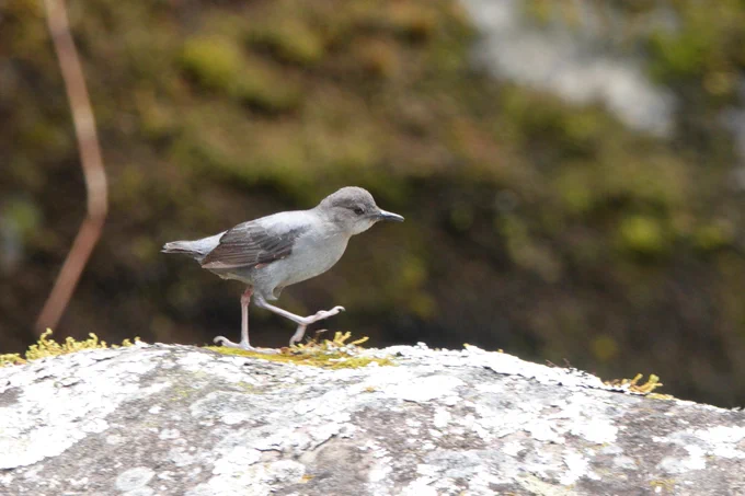 American Dipper