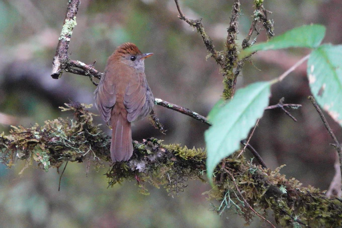 Ruddy-capped Nightingale-Thrush