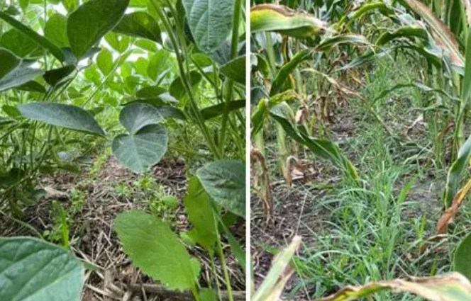 Researchers interseeded soybean (left) and corn (right) with cover crops to determine the long-term effects of cover cropping on the plant’s root microbiome. 