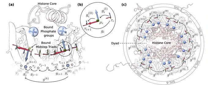 Two illustrations of mathematical descriptions of the nucleosome in the context of the rigid base pair model. On the left is an image of a segment of nucleosomal DNA wrapped around the histone core, with two bound phosphate groups shown as blue spheres. Large reference frames denote corresponding mid-step triads µ (k), and the junction connecting these triads g (k) spans across multiple bp steps gi and comprises two half-step junctions, shown in a small inset image on the right and defined by gi = gi (I) gi (II) and µi = τigi (I). On the far right is the complete nucleosome core particle, PDB 1KX5, highlighting bound phosphate groups, shown as blue spheres, associated mid-step triads, and junctions g (k) spanning between them. Each superhelical location, labeled SHL, contains two binding sites grouped by circles.