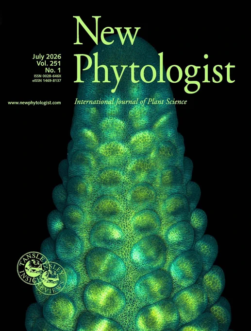 On the cover of New Phytologist volume 251, issue 1: Maximum projection confocal micrograph of a developing maize ear primordium expressing PIP2-CFP membrane marker (cyan) and developmental receptor BAM1D-YFP (yellow).

