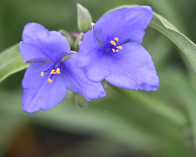 Purple spiderwort flowers.