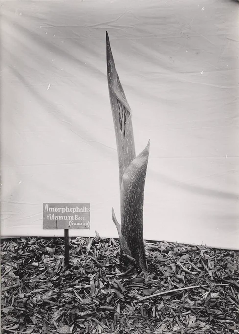 Empat lembar foto yang secara kronologis mendokumentasikan mekarnya kembang bangké Amorphophallus titanum Becc. (Sumatra) di keboen radja Bogor! Sejak mulai terbukanya selubung kuncup, hingga mekar dan jadi tontonan orang!

Dipotret sepanjang bulan Juni 1924.